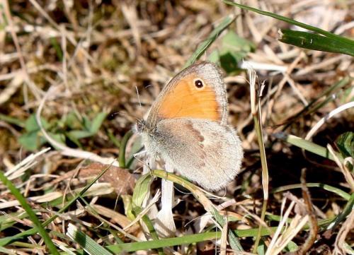 Réf. 245 729 : Coenonympha pamphilus